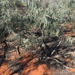 Eremophila longifolia at Sturt National Park - 1 Jul 2021