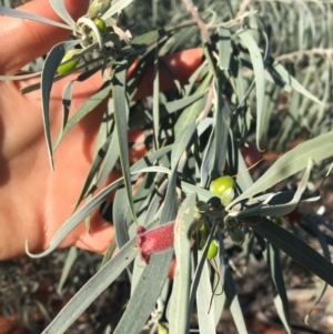 Eremophila longifolia at Sturt National Park - 1 Jul 2021