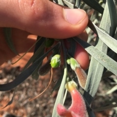 Eremophila longifolia at Sturt National Park - 1 Jul 2021 02:49 PM