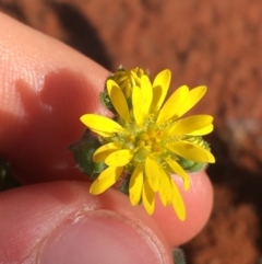 Unidentified Daisy at Sturt National Park - 1 Jul 2021 by Ned_Johnston