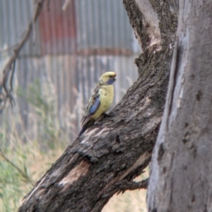 Platycercus elegans flaveolus at Narrandera, NSW - 19 Nov 2021 03:20 PM