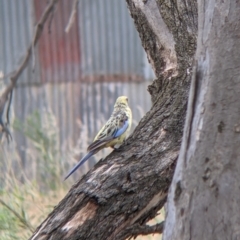 Platycercus elegans flaveolus at Narrandera, NSW - 19 Nov 2021