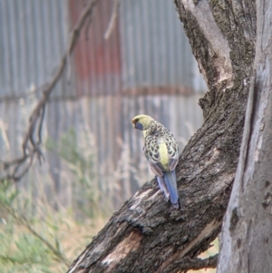 Platycercus elegans flaveolus at Narrandera, NSW - 19 Nov 2021 03:20 PM