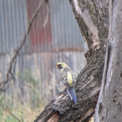 Platycercus elegans flaveolus at Narrandera, NSW - 19 Nov 2021 03:20 PM