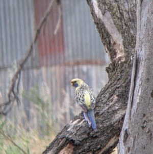 Platycercus elegans flaveolus at Narrandera, NSW - 19 Nov 2021 03:20 PM