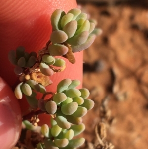 Osteocarpum acropterum at Tibooburra, NSW - 1 Jul 2021