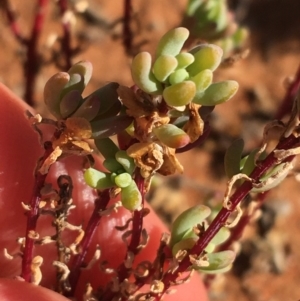 Osteocarpum acropterum at Tibooburra, NSW - 1 Jul 2021