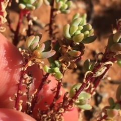 Osteocarpum acropterum at Tibooburra, NSW - 1 Jul 2021