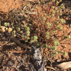 Osteocarpum acropterum at Tibooburra, NSW - 1 Jul 2021