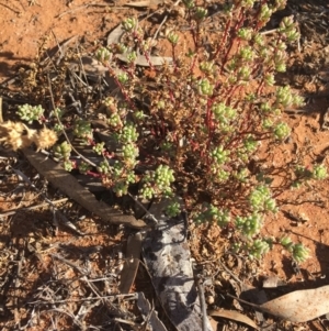 Osteocarpum acropterum at Tibooburra, NSW - 1 Jul 2021