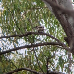 Philemon citreogularis (Little Friarbird) at Narrandera, NSW - 19 Nov 2021 by Darcy