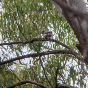 Philemon citreogularis at Narrandera, NSW - 19 Nov 2021 03:21 PM