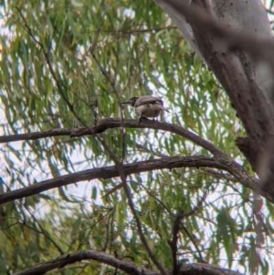 Philemon citreogularis (Little Friarbird) at Narrandera, NSW - 19 Nov 2021 by Darcy