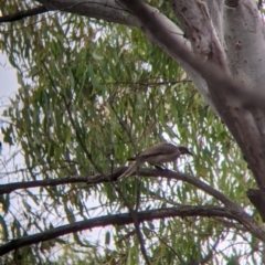 Philemon citreogularis at Narrandera, NSW - 19 Nov 2021 03:21 PM