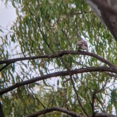 Philemon citreogularis at Narrandera, NSW - 19 Nov 2021 03:21 PM