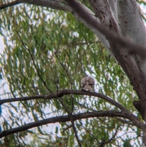 Philemon citreogularis at Narrandera, NSW - 19 Nov 2021 03:21 PM