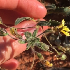 Goodenia sp. (Goodenia) at Sturt National Park - 1 Jul 2021 by Ned_Johnston