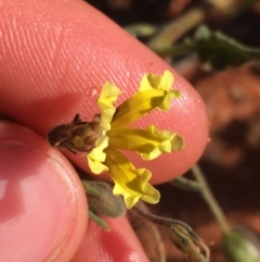 Goodenia sp. at Tibooburra, NSW - 1 Jul 2021 03:05 PM