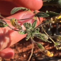 Goodenia sp. at Tibooburra, NSW - 1 Jul 2021