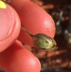 Goodenia sp. at Tibooburra, NSW - 1 Jul 2021