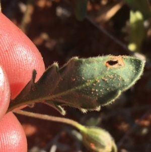 Goodenia sp. at Tibooburra, NSW - 1 Jul 2021