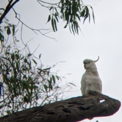 Cacatua galerita (Sulphur-crested Cockatoo) at Narrandera, NSW - 19 Nov 2021 by Darcy