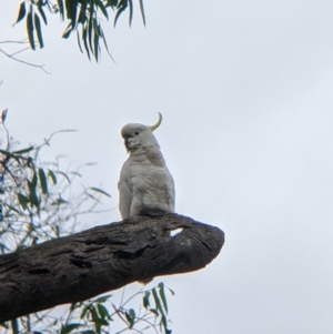 Cacatua galerita at Narrandera, NSW - 19 Nov 2021 03:23 PM