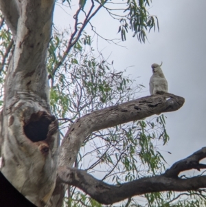 Cacatua galerita at Narrandera, NSW - 19 Nov 2021