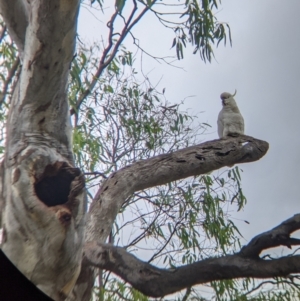 Cacatua galerita at Narrandera, NSW - 19 Nov 2021 03:23 PM