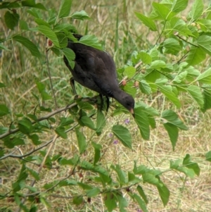 Gallinula tenebrosa at Narrandera, NSW - 19 Nov 2021 03:29 PM