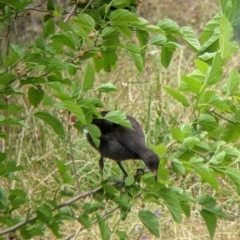 Gallinula tenebrosa at Narrandera, NSW - 19 Nov 2021 03:29 PM