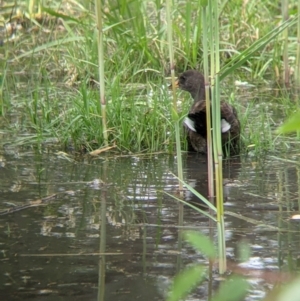 Gallinula tenebrosa at Narrandera, NSW - 19 Nov 2021