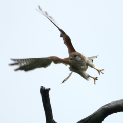 Falco cenchroides at Throsby, ACT - suppressed