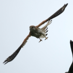 Falco cenchroides at Throsby, ACT - suppressed