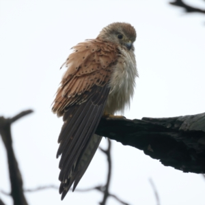 Falco cenchroides at Throsby, ACT - 12 Nov 2021