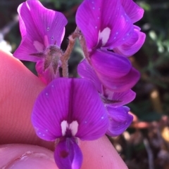Swainsona phacoides (Lilac Darling-pea) at Tibooburra, NSW - 1 Jul 2021 by Ned_Johnston