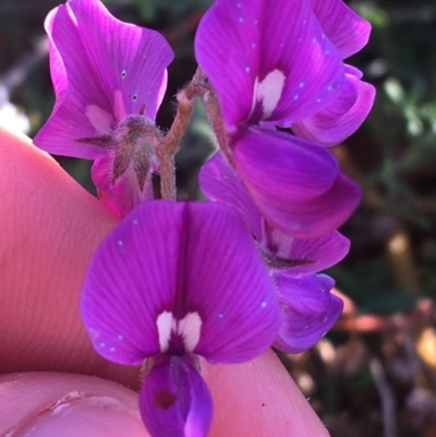 Swainsona phacoides (Lilac Darling-pea) at Sturt National Park - 1 Jul 2021 by Ned_Johnston