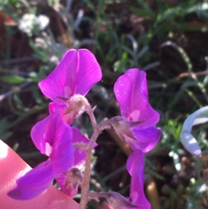 Swainsona phacoides at Tibooburra, NSW - 1 Jul 2021