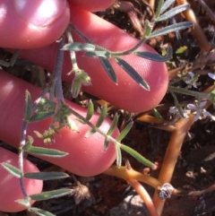 Swainsona phacoides at Tibooburra, NSW - 1 Jul 2021