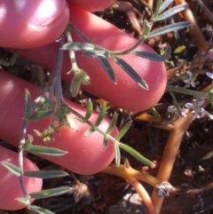 Swainsona phacoides at Tibooburra, NSW - 1 Jul 2021 03:12 PM