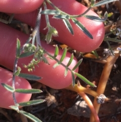 Swainsona phacoides at Tibooburra, NSW - 1 Jul 2021