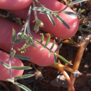 Swainsona phacoides at Tibooburra, NSW - 1 Jul 2021 03:12 PM