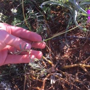 Swainsona phacoides at Tibooburra, NSW - 1 Jul 2021