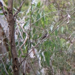 Rhipidura albiscapa (Grey Fantail) at Narrandera, NSW - 19 Nov 2021 by Darcy