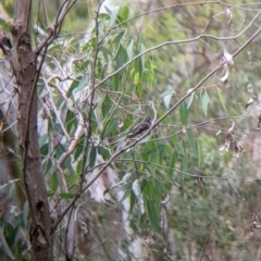 Rhipidura albiscapa at Narrandera, NSW - 19 Nov 2021