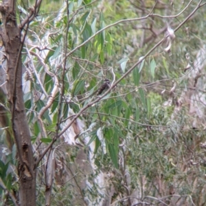 Rhipidura albiscapa at Narrandera, NSW - 19 Nov 2021