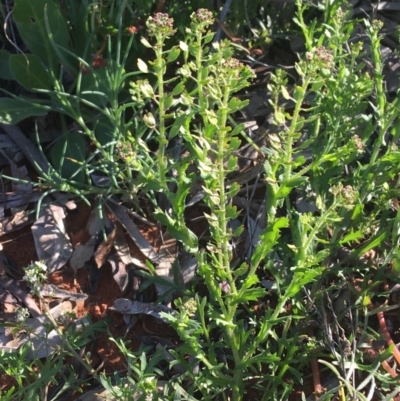 Lepidium oxytrichum (Green Peppercress) at Tibooburra, NSW - 1 Jul 2021 by NedJohnston