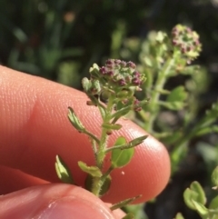 Lepidium oxytrichum at Sturt National Park - 1 Jul 2021