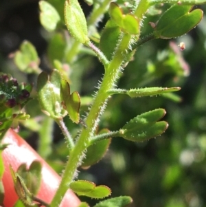 Lepidium oxytrichum at Sturt National Park - 1 Jul 2021 03:14 PM