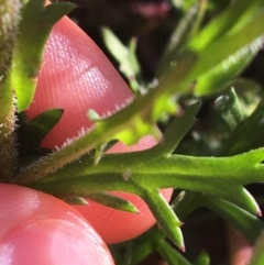 Lepidium oxytrichum at Sturt National Park - 1 Jul 2021